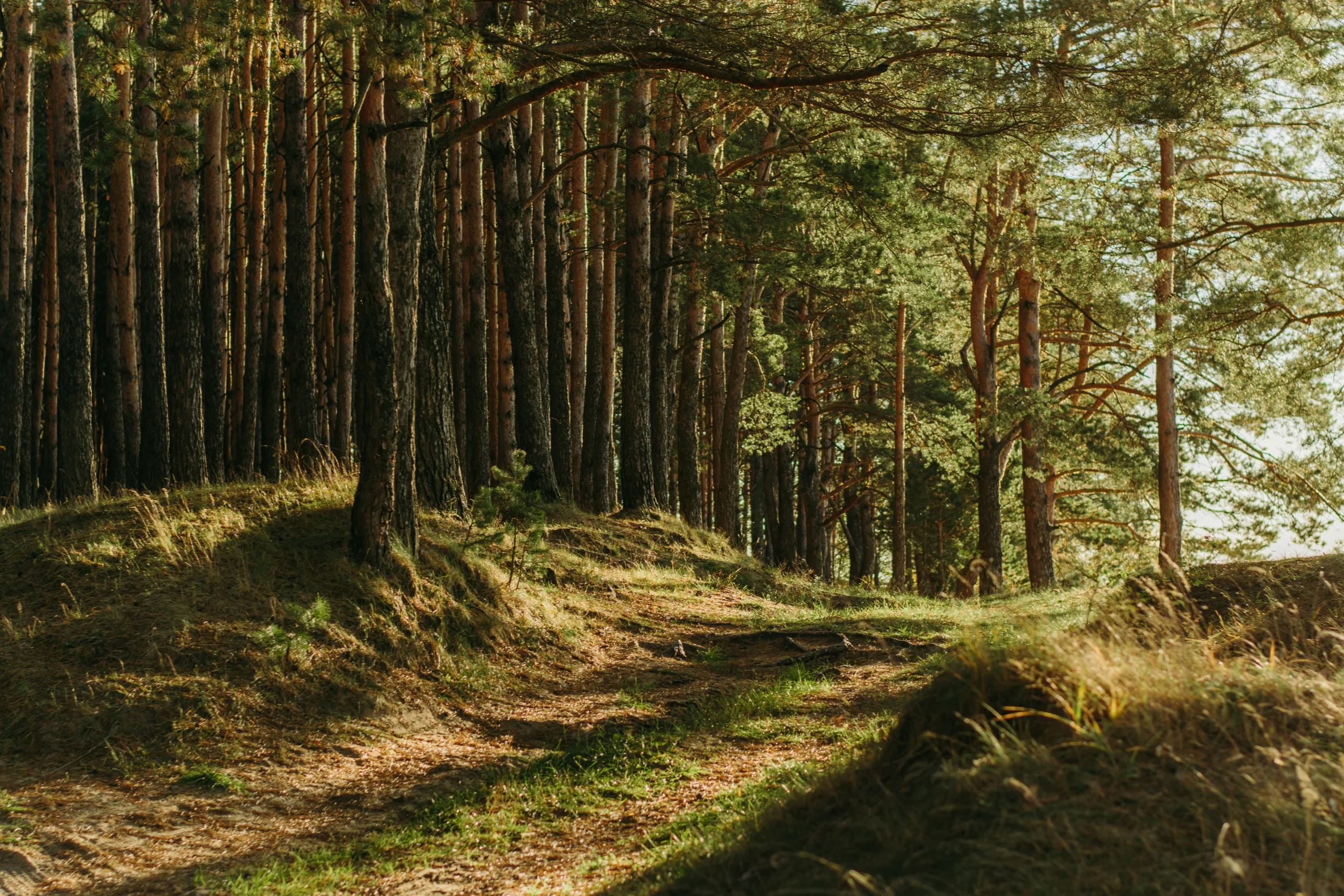 Forest Therapy