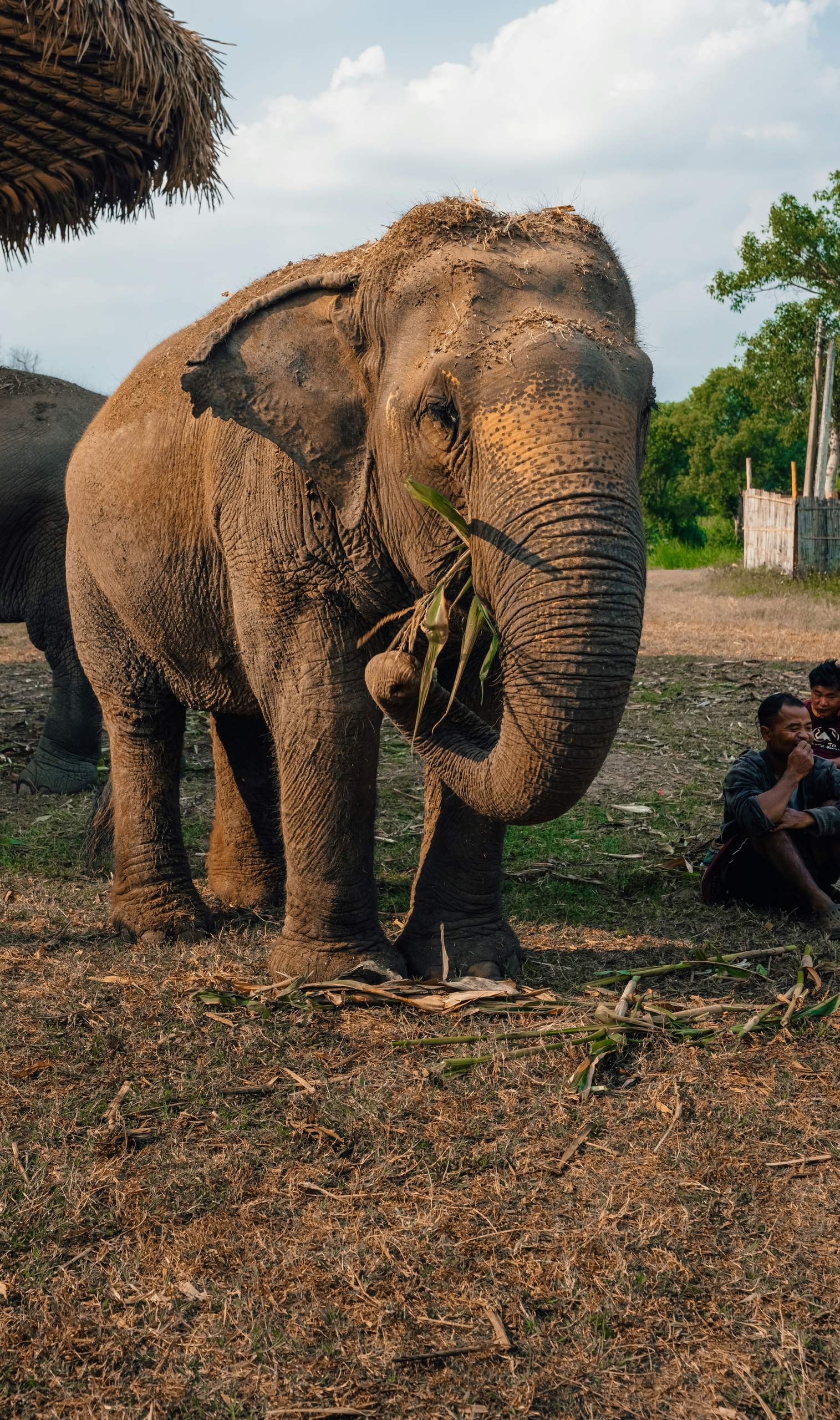 Elephant camp