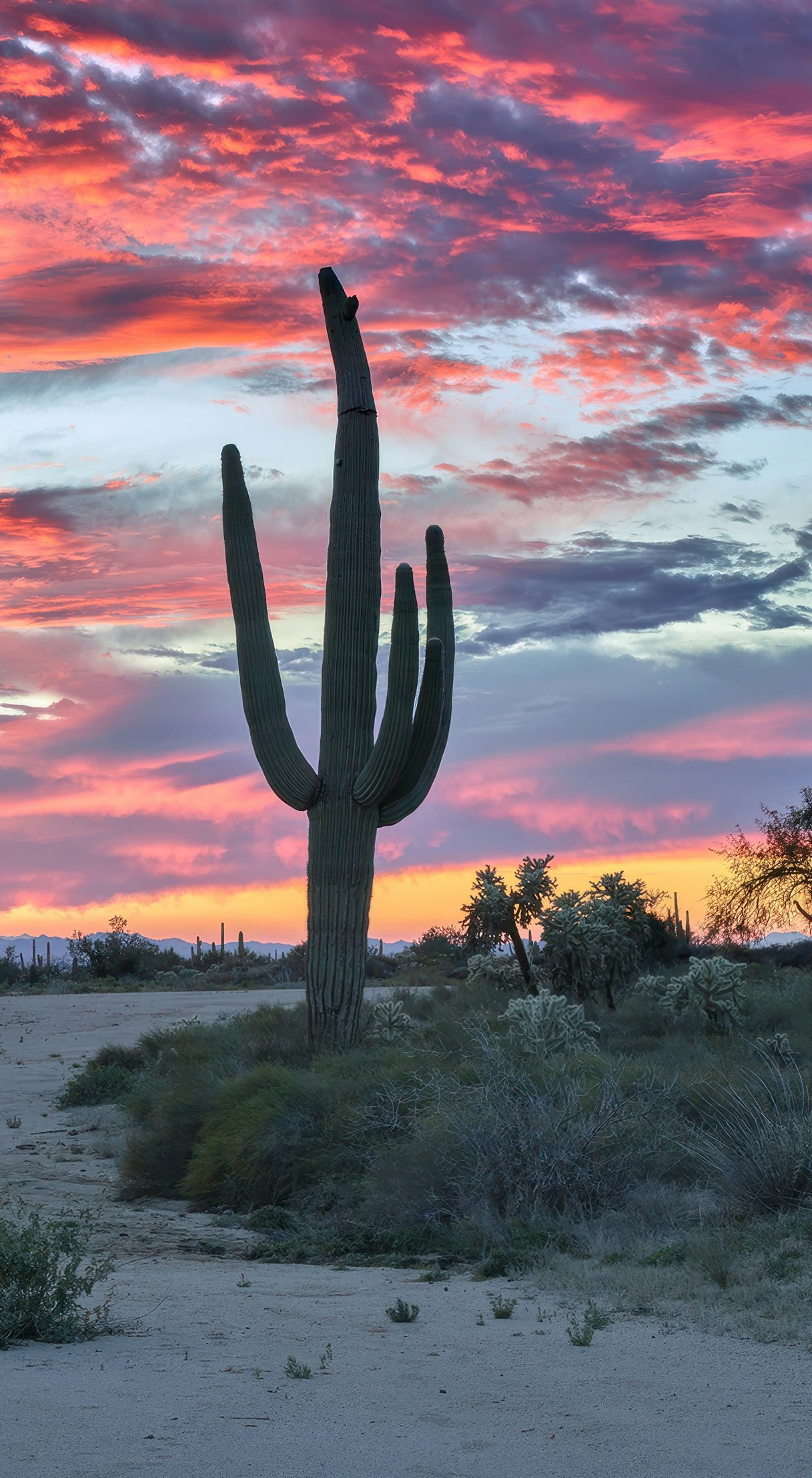 Sonoran Desert