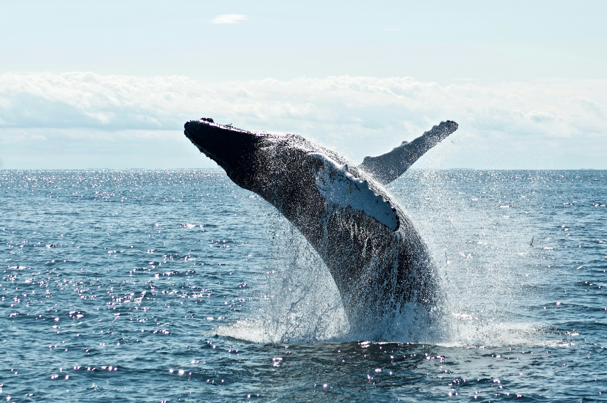 Whale safari