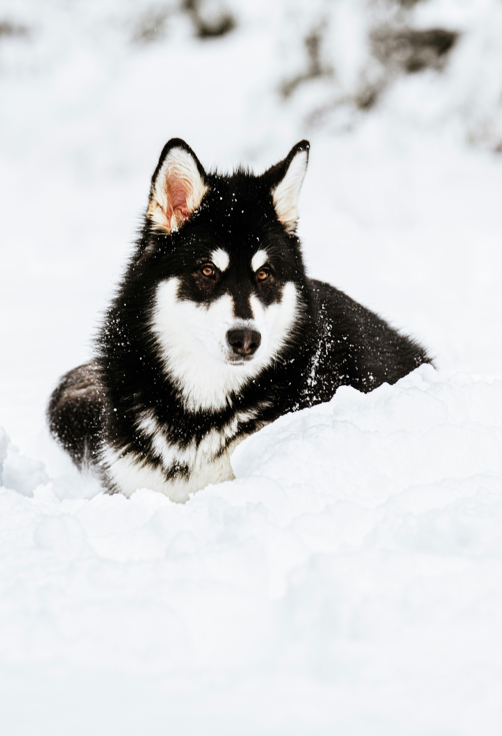 Husky adventures