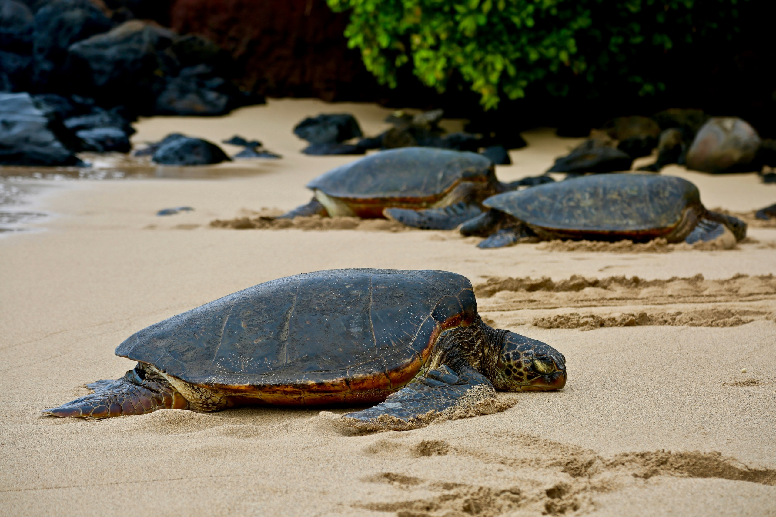 Pacific wildlife
