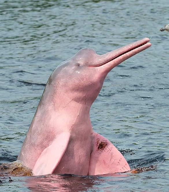 Pink dolphins