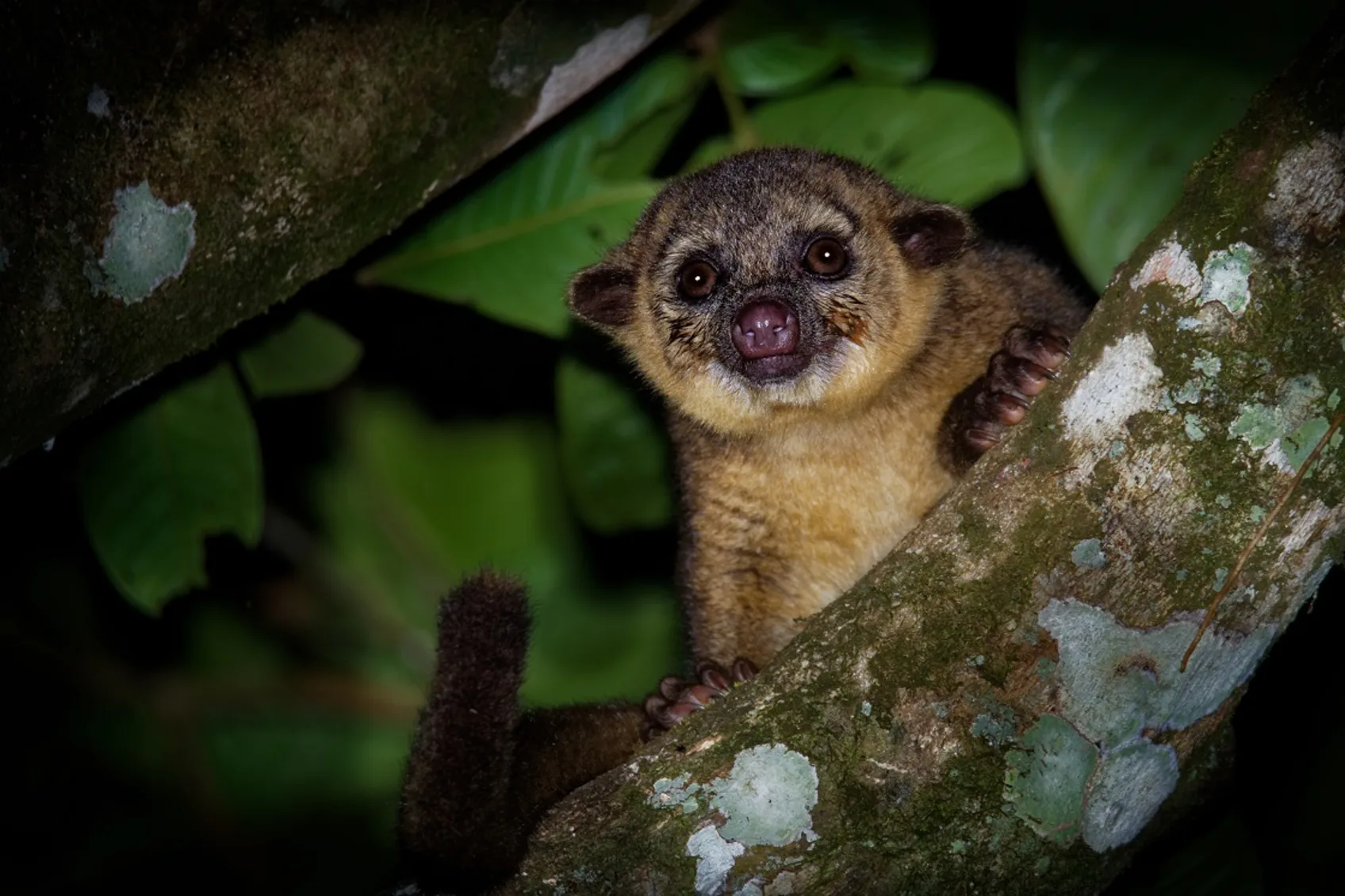 Nocturnal wildlife