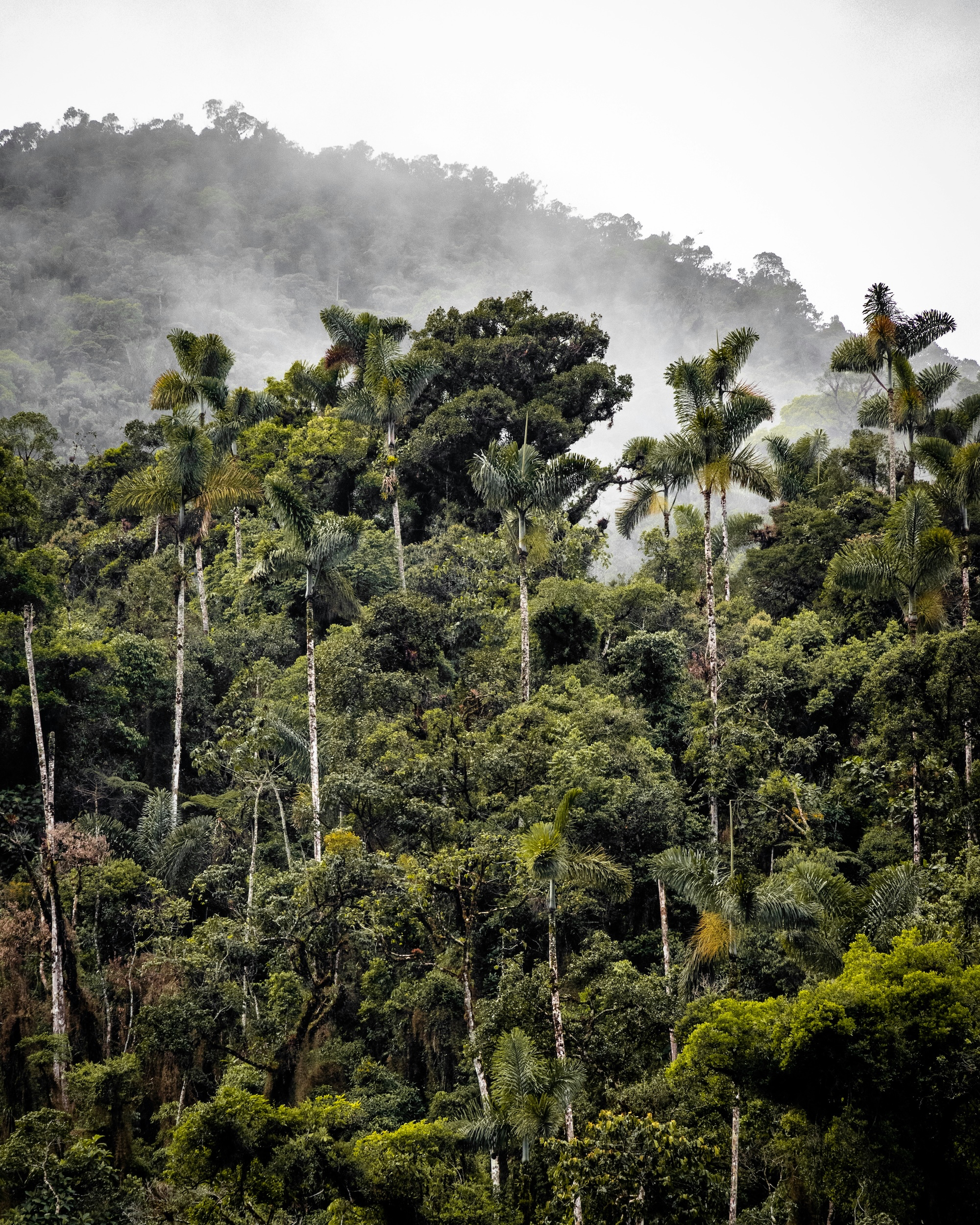 Into the rainforest